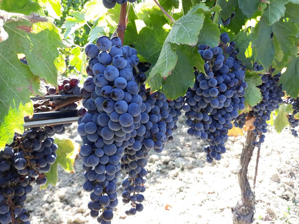 Vigna Alta 2017 - Badia di Morrona