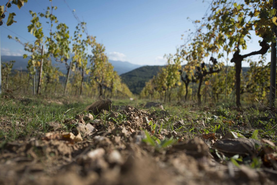 Rosso di Montalcino 2018 - La Magia