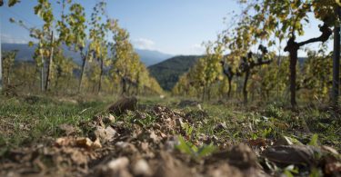 Rosso di Montalcino 2018 - La Magia