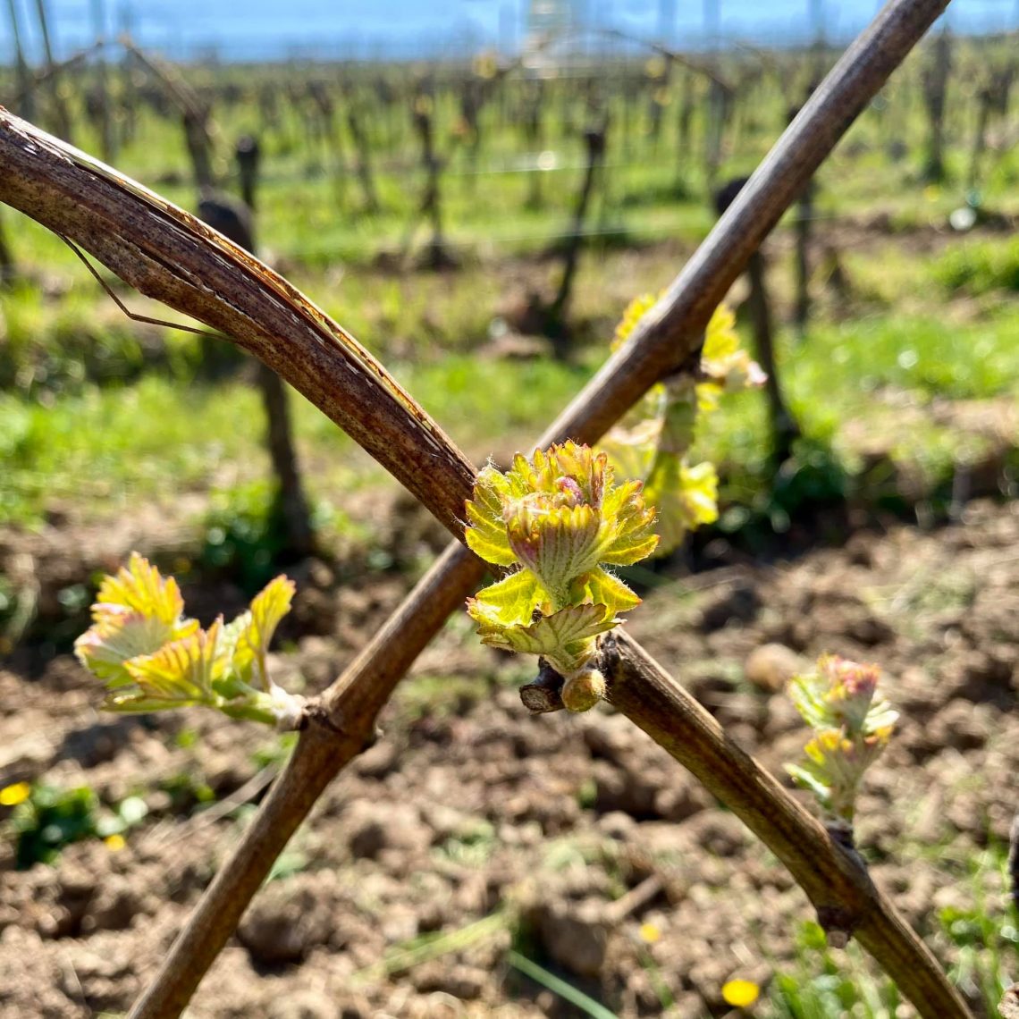 AOC Pinot Blanc 2019 - Sipp Mack