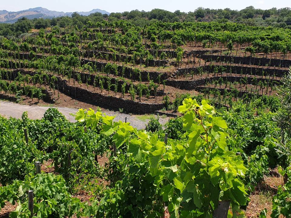 Scaluna Etna Bianco 2019 - Torre Mora