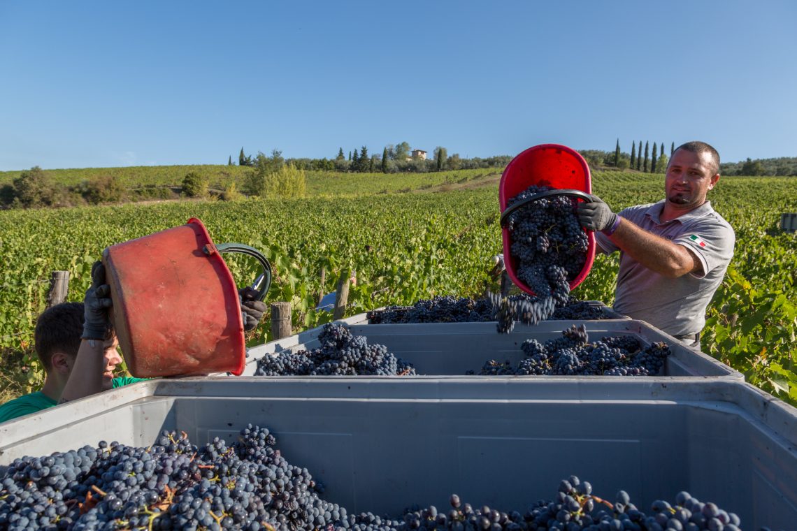 Terre di Prenzano 2018 - Vignamaggio