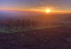 AOC Pinot Gris 2019 - Jean Baptiste Adam