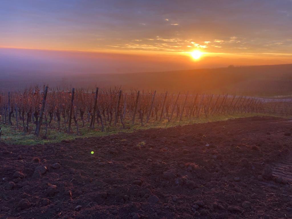 AOC Pinot Gris 2019 - Jean Baptiste Adam