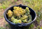 AOC Pinot Gris 2019 - Jean Baptiste Adam