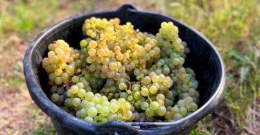AOC Pinot Gris 2019 - Jean Baptiste Adam