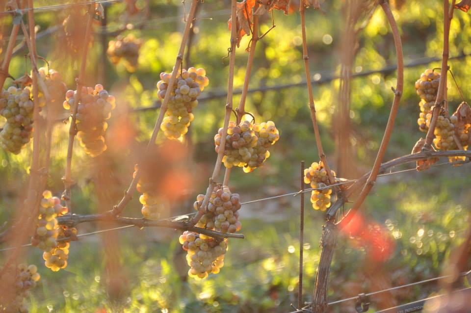 Riesling 2019 - Erste+Neue