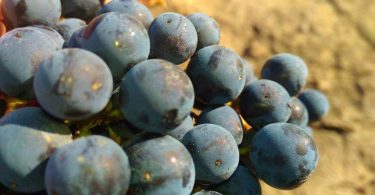 Campo di Magnacosta 2013 - Tenuta di Trinoro