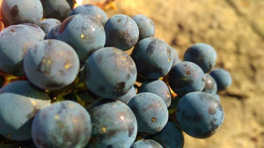 Campo di Magnacosta 2013 - Tenuta di Trinoro