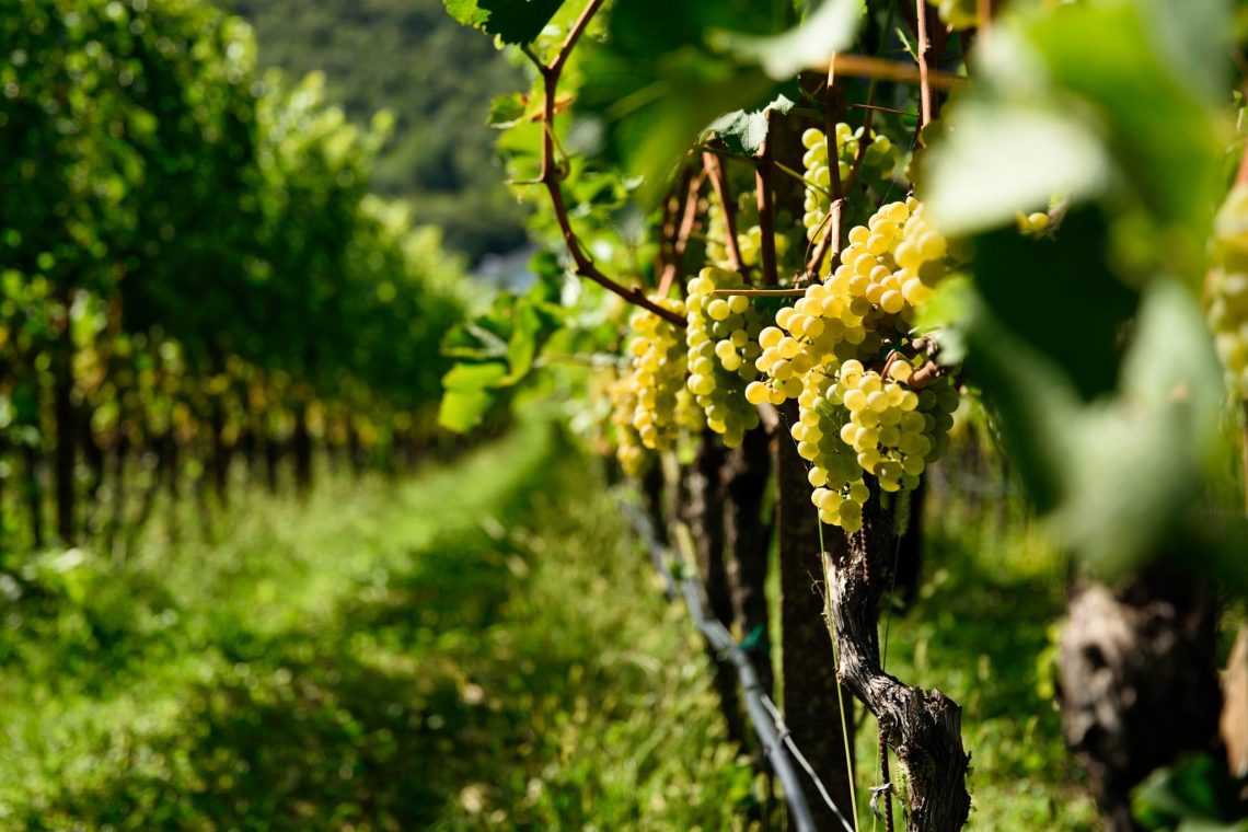 Puntay Chardonnay 2018 - Erste+Neue