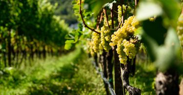 Puntay Chardonnay 2018 - Erste+Neue