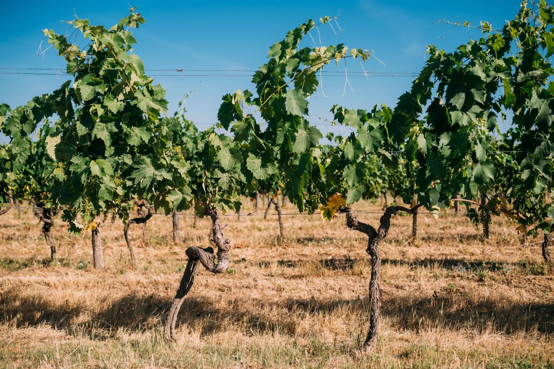Vigna Vecchia Gran Selezione 2016 - Vecchie Terre di Montefili