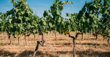 Vigna Vecchia Gran Selezione 2016 - Vecchie Terre di Montefili