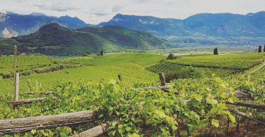 Puntay Sauvignon 2018 - Erste+Neue