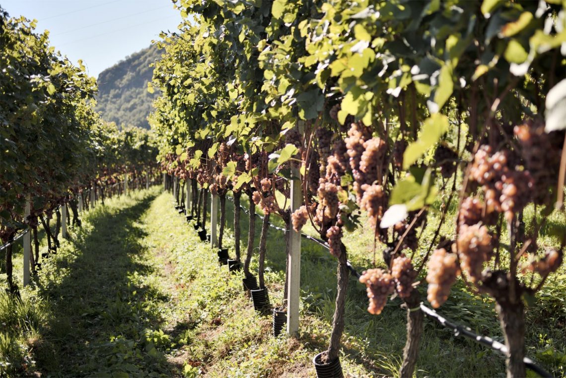 Gewürztraminer 2019 - Kellerei Bolzen