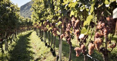 Gewürztraminer 2019 - Kellerei Bolzen