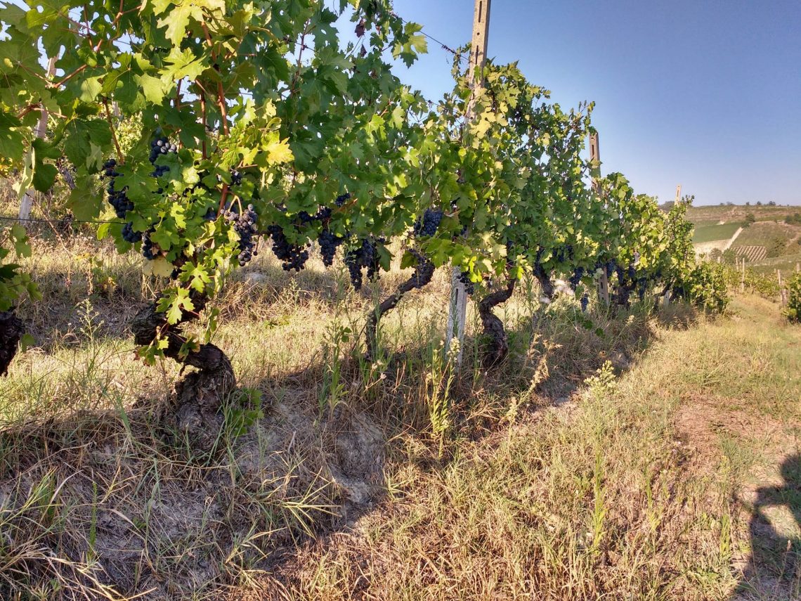 Blanc de Noir - Poderi dei Bricchi Astigiani