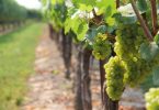 Dune 2018 - Cantina Sant'Andrea