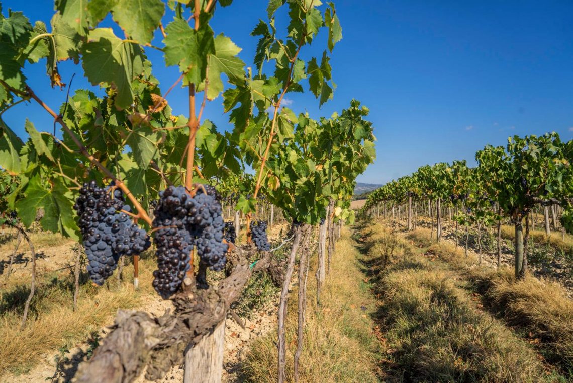 Rosso di Montalcino 2018 - Fattoria dei Barbi