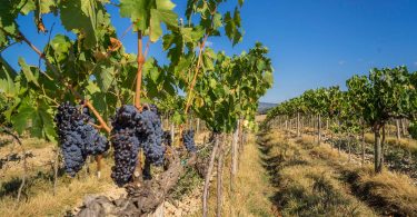 Rosso di Montalcino 2018 - Fattoria dei Barbi