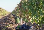 Verbo Aglianico del Vulture 2018 - Cantina di Venosa