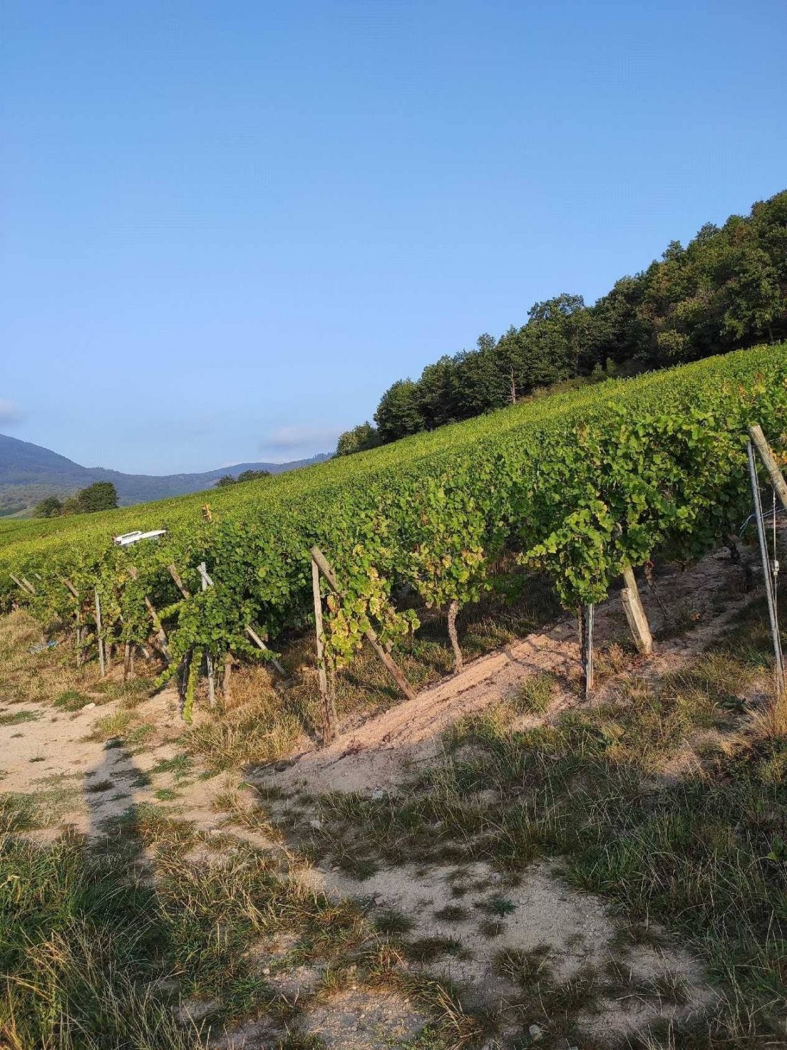Alsace Gran Cru Muenchberg Riesling 2018 - Maison Pettermann