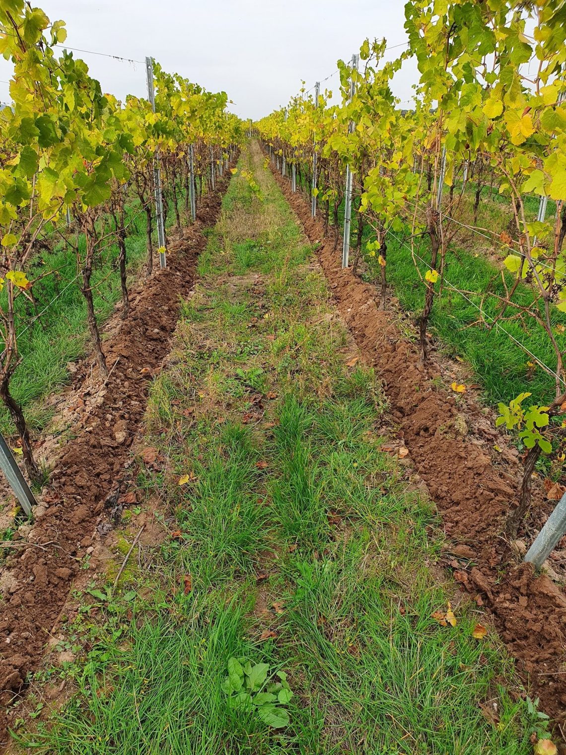 Alsace Gran Cru Muenchberg Riesling 2018 - Maison Pettermann