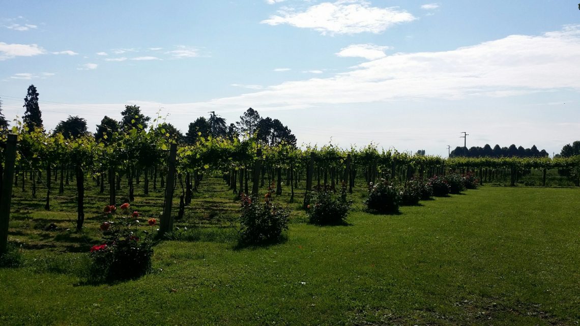 Piria 2019 - Cantina Paltrinieri