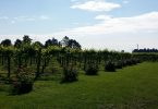 Piria 2019 - Cantina Paltrinieri
