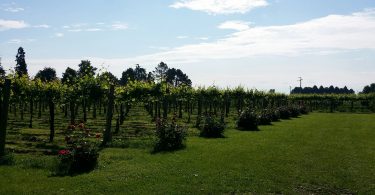 Piria 2019 - Cantina Paltrinieri