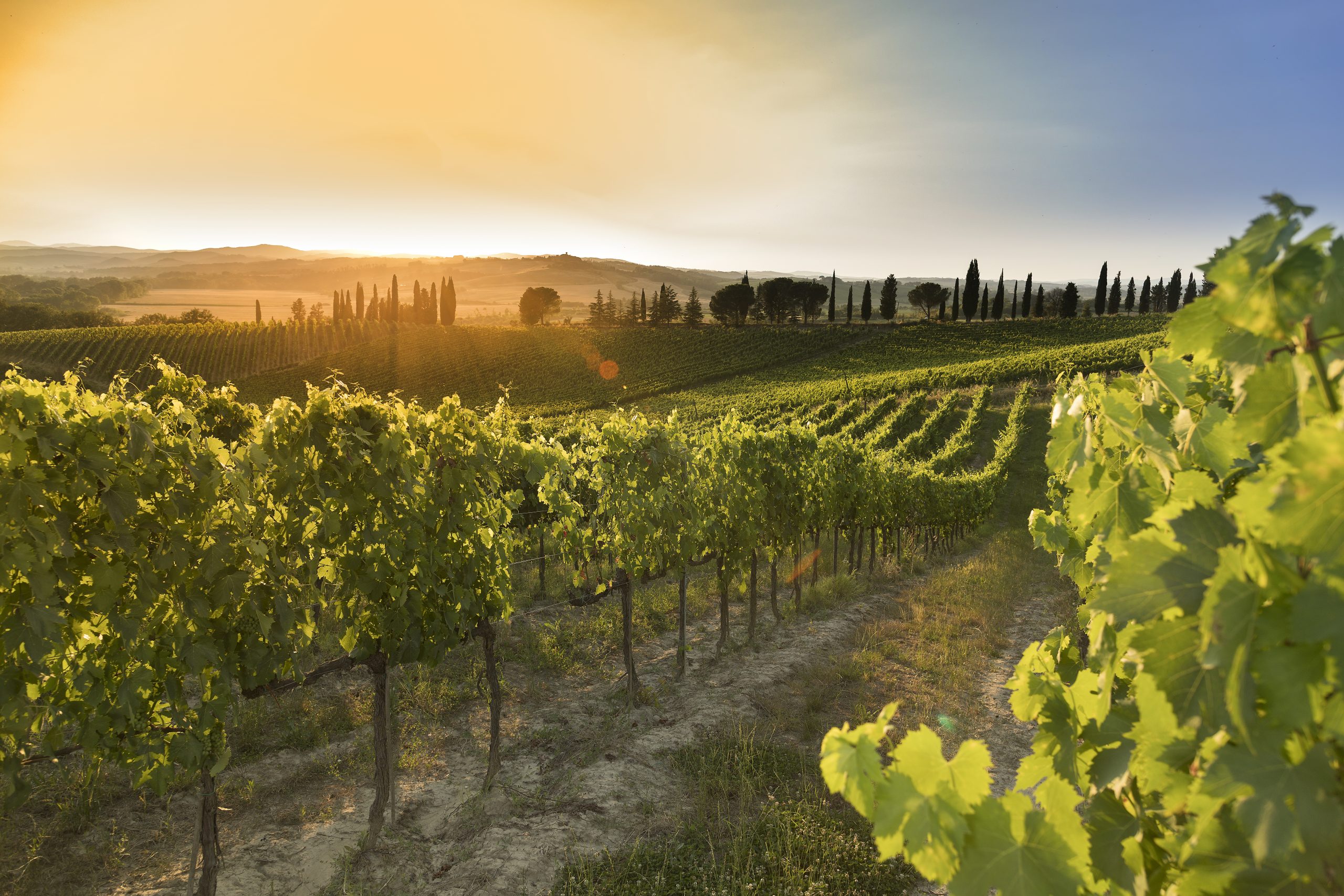 Brunello di Montalcino A.D. 1441 2016 - Castello Tricerchi