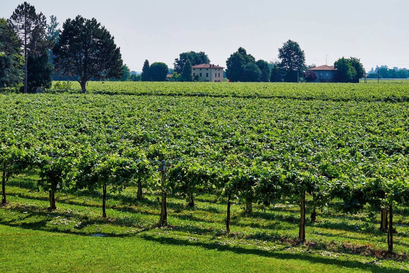 Leclisse 2020 - Cantina Paltrinieri