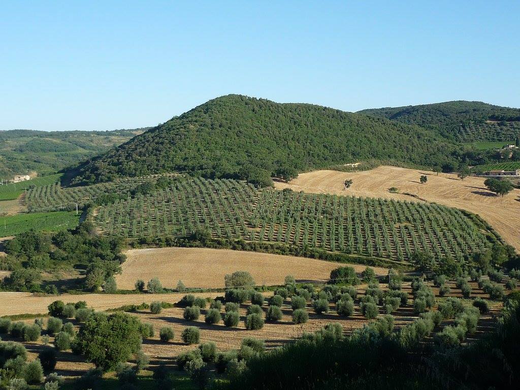 Brunello di Montalcino Vallocchio 2016 - Tenuta Fanti