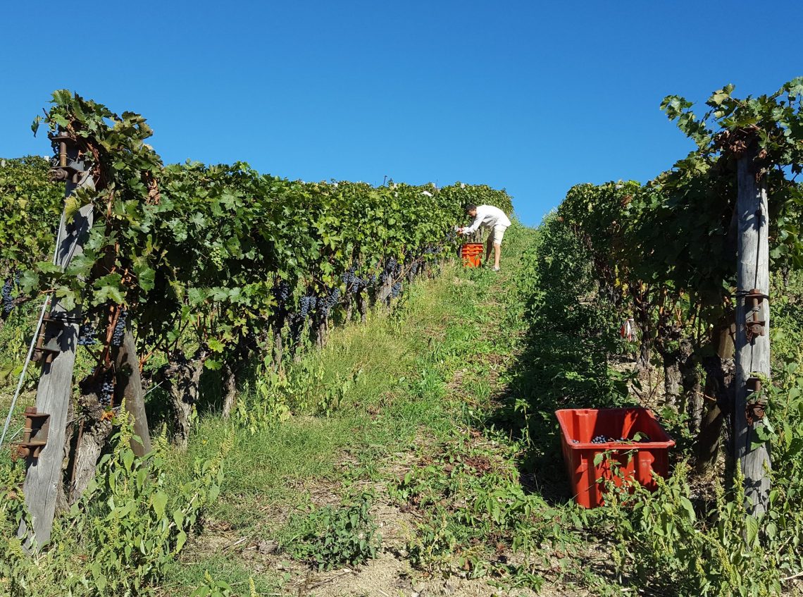 Sangiovese Bianco 2018 - La Casa di Bricciano
