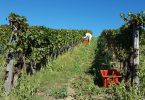 Sangiovese Bianco 2018 - La Casa di Bricciano