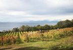 Maroccia 2015 - Agricola San Giovanni