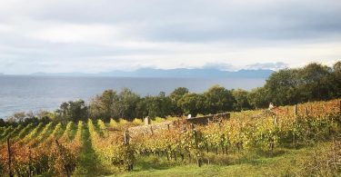 Maroccia 2015 - Agricola San Giovanni