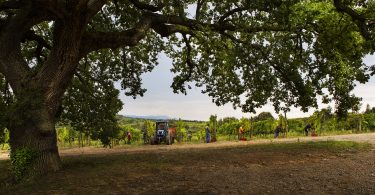 Poggio al Vento 2013 - Col d'Orcia