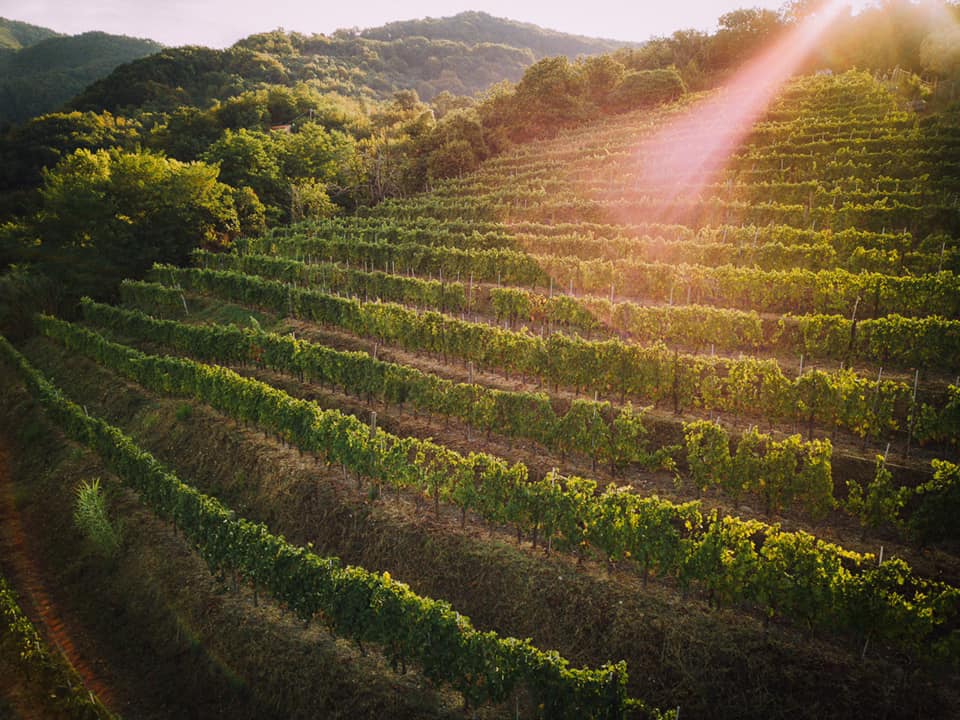 Etichetta Nera 2019 - Cantine Lunae