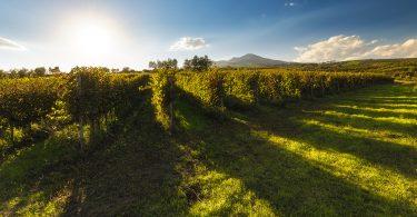 La Stipula Rosè 2014 - Cantine del Notaio