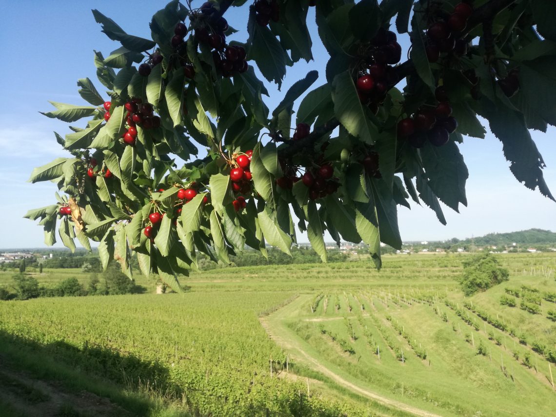 Pinot Grigio 2019 - Cantarutti