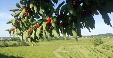 Pinot Grigio 2019 - Cantarutti