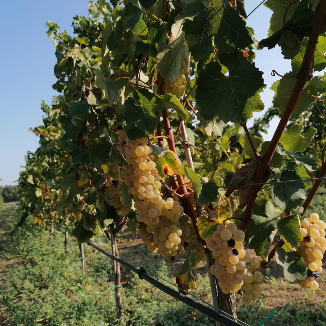 Vernaccia di Oristano 2016 - Contini 1898