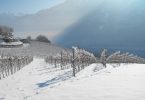 Valle d'Aosta Chardonnay 2019 - Grosjean Vins