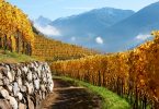 Aristos Sauvignon 2019 - Cantina Valle Isarco