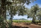 Il Preliminare 2019 - Cantine del Notaio