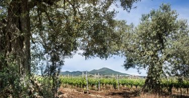 Il Preliminare 2019 - Cantine del Notaio