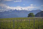 Franciacorta Dosaggio Zero Animante L.A. 2020 - Barone Pizzini