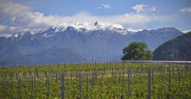 Franciacorta Dosaggio Zero Animante L.A. 2020 - Barone Pizzini