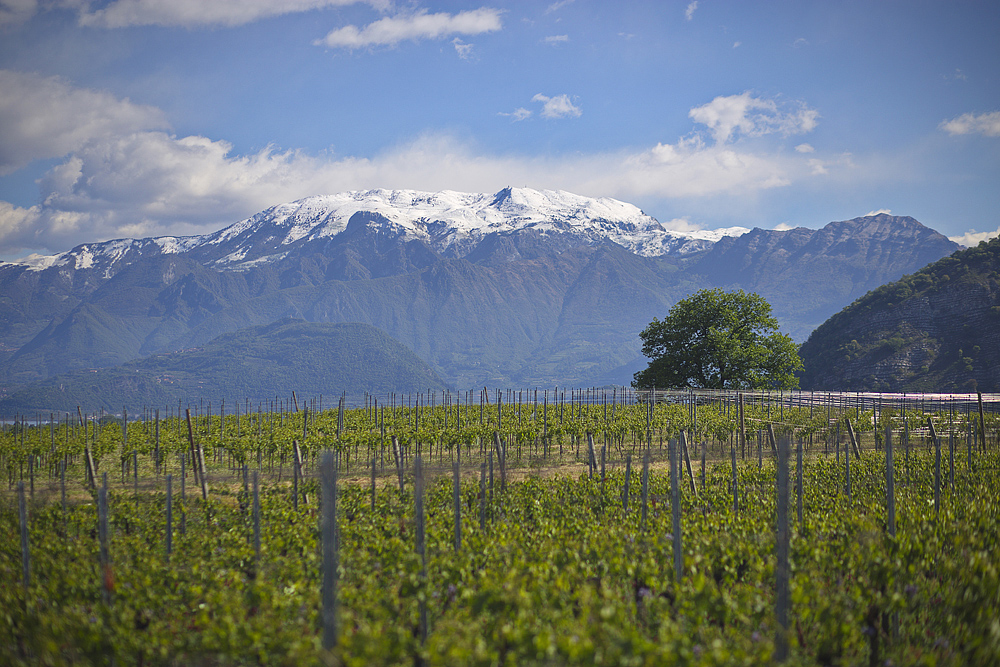 Franciacorta Dosaggio Zero Animante L.A. 2020 - Barone Pizzini